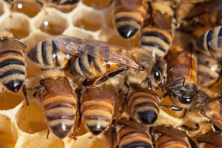 Interpreting the Buzz of Honeybees Image